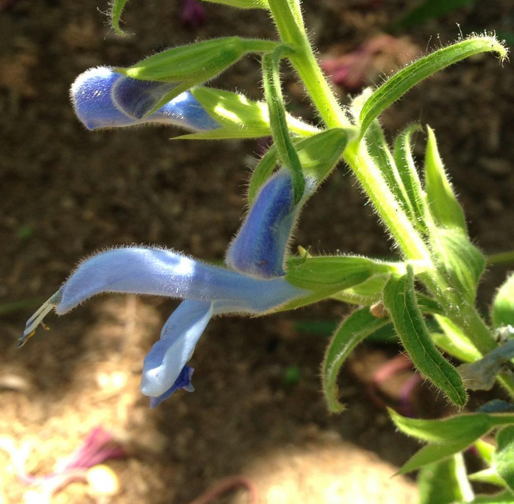Photo of Salvia (Salvia patens 'Patio Sky Blue') uploaded by HamiltonSquare