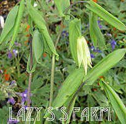 Photo of Large-flowered Bellwort (Uvularia grandiflora) uploaded by Joy
