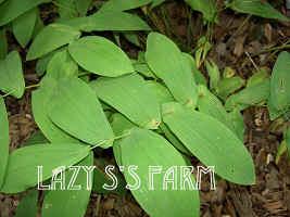 Photo of Merrybells (Uvularia perfoliata) uploaded by Joy