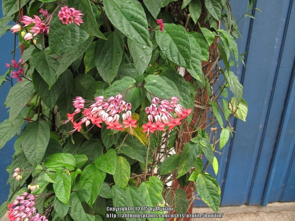 Photo of Clerodendrum poggei uploaded by bonitin