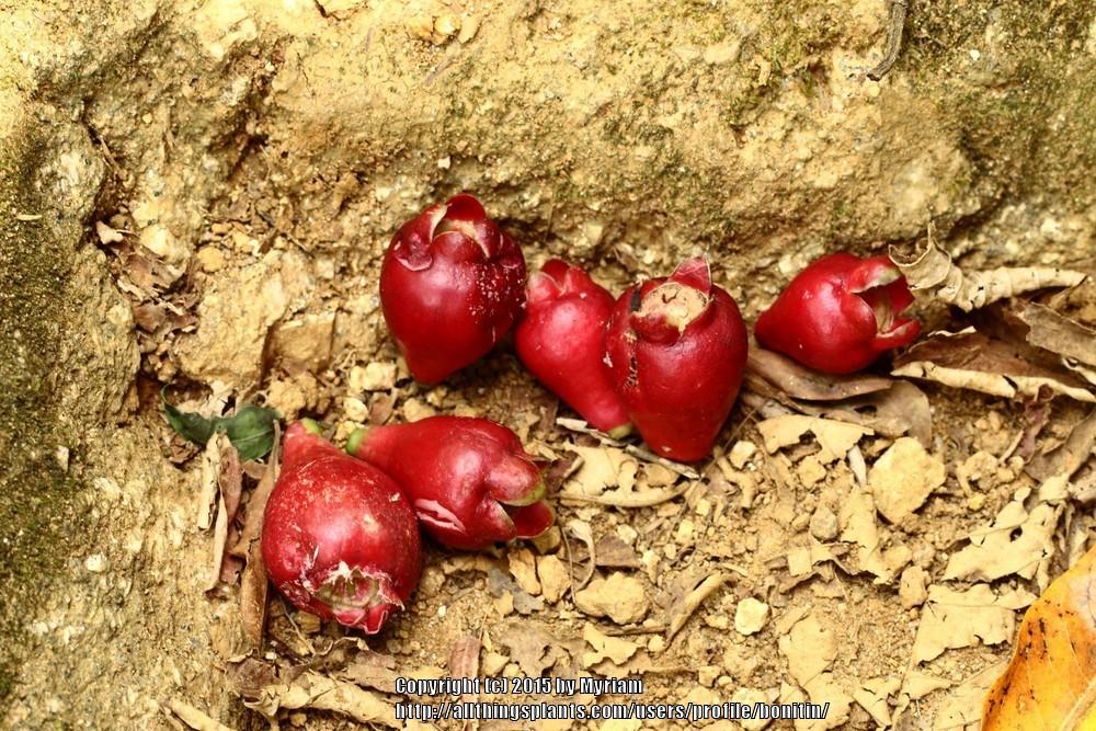 Photo of Malay Apple (Syzygium malaccense) uploaded by bonitin