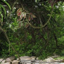 Location: Atlantic Rainforest, Paraty, Brazil
Date: 2013-12-21