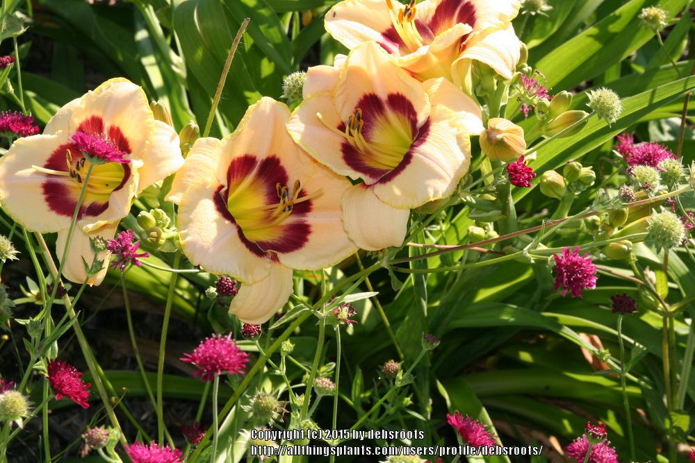 Photo of Daylilies (Hemerocallis) uploaded by debsroots