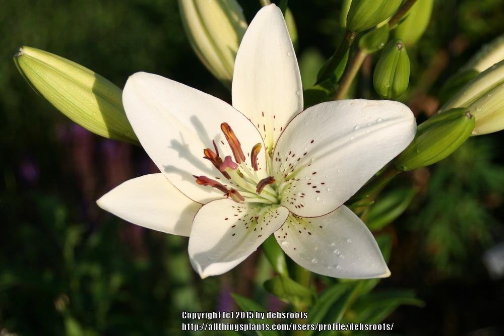 Photo of Lily (Lilium 'Eyeliner') uploaded by debsroots