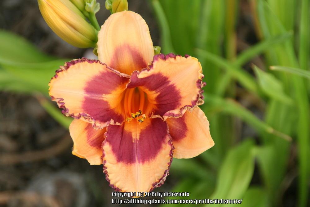 Photo of Daylily (Hemerocallis 'Mexican Magic') uploaded by debsroots