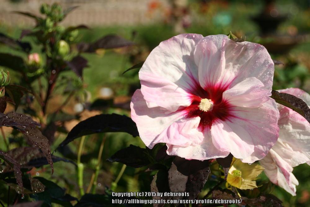 Photo of Hybrid Hardy Hibiscus (Hibiscus Fleming's Crown Jewels™) uploaded by debsroots