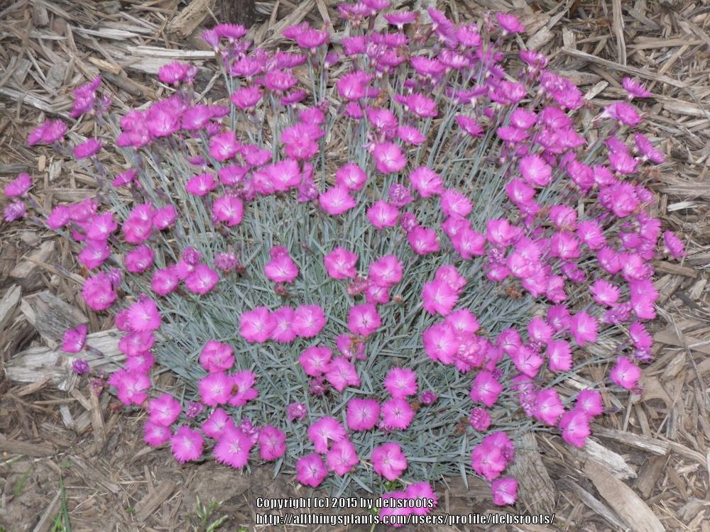 Photo of Cheddar Pink (Dianthus gratianopolitanus 'Feuerhexe') uploaded by debsroots