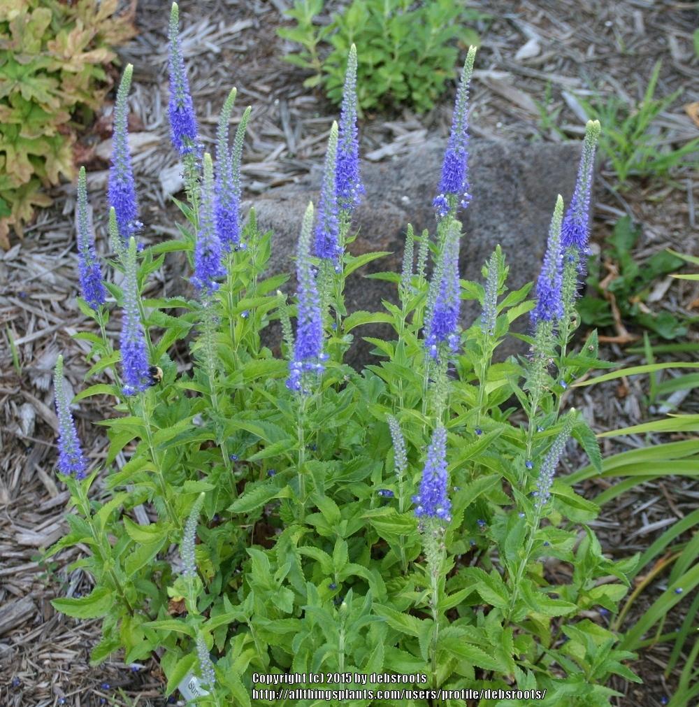 Photo of Speedwell (Veronica 'Sunny Border Blue') uploaded by debsroots