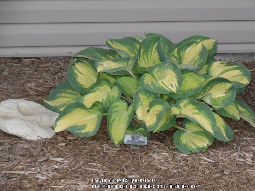 Photo of Hosta 'Great Expectations' uploaded by debsroots