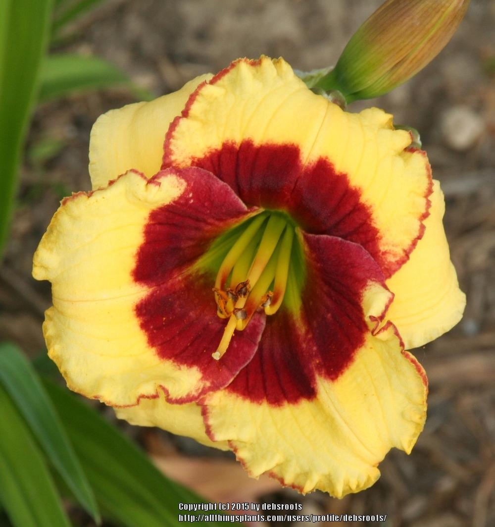 Photo of Daylily (Hemerocallis 'Awesome Candy') uploaded by debsroots