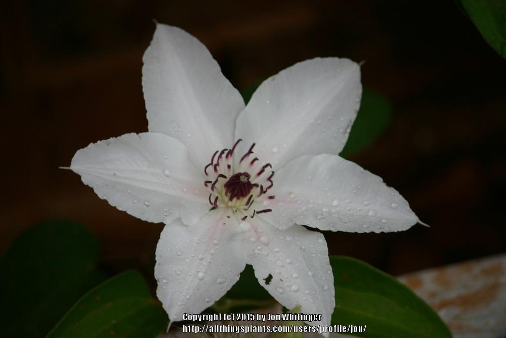 Photo of Clematis The Countess of Wessex™ uploaded by jon