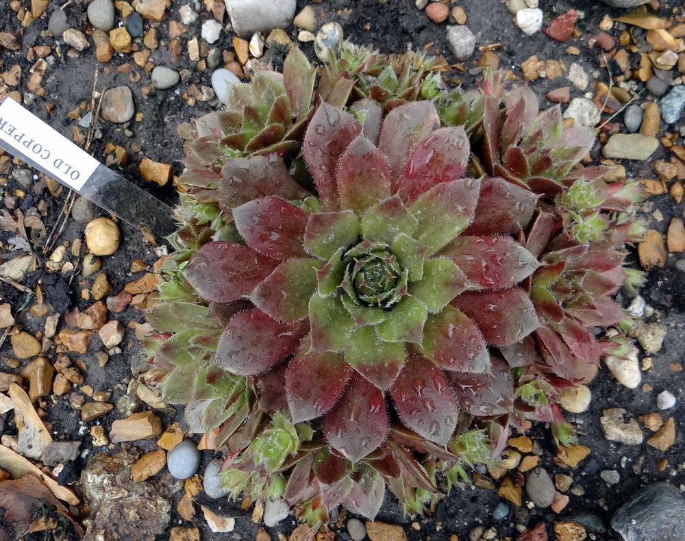 Photo of Hen and Chicks (Sempervivum 'Old Copper') uploaded by stilldew