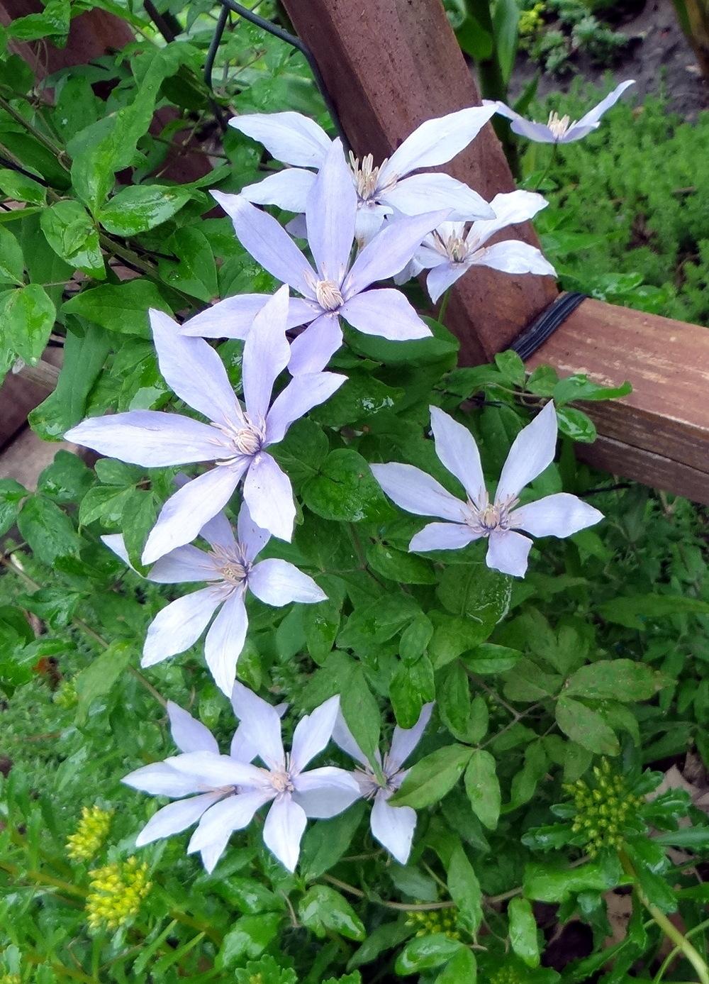 Photo of Clematis Sugar-Sweet Blue™ uploaded by stilldew