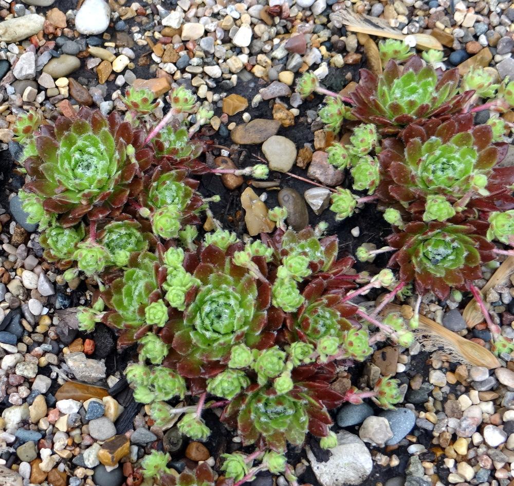 Photo of Hen and Chicks (Sempervivum 'Ford's Spring') uploaded by stilldew