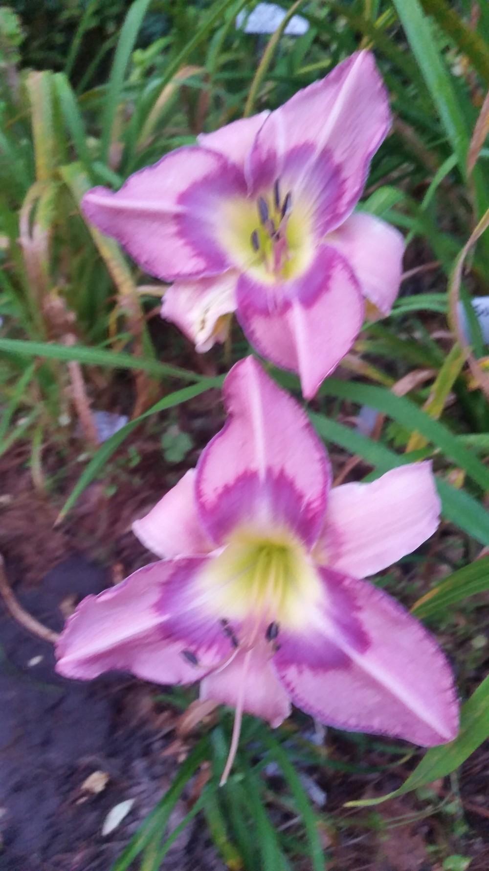 Photo of Daylily (Hemerocallis 'Suddenly Blue') uploaded by value4dollars