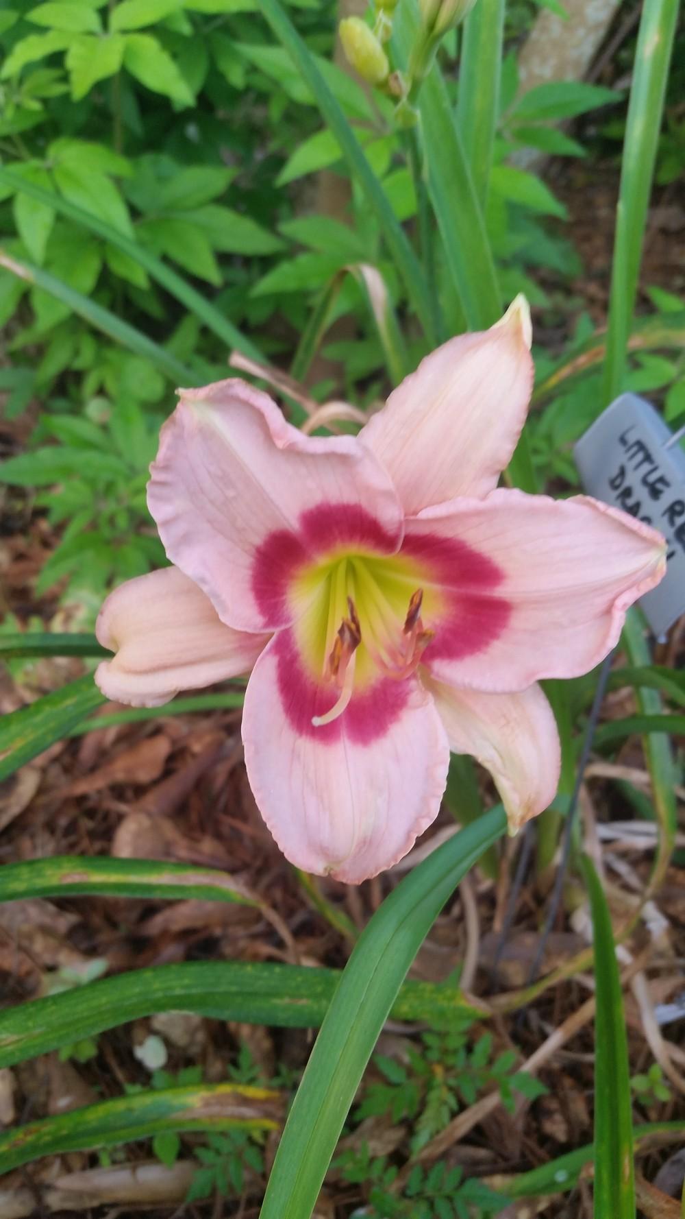 Photo of Daylily (Hemerocallis 'Little Red Dragon') uploaded by value4dollars