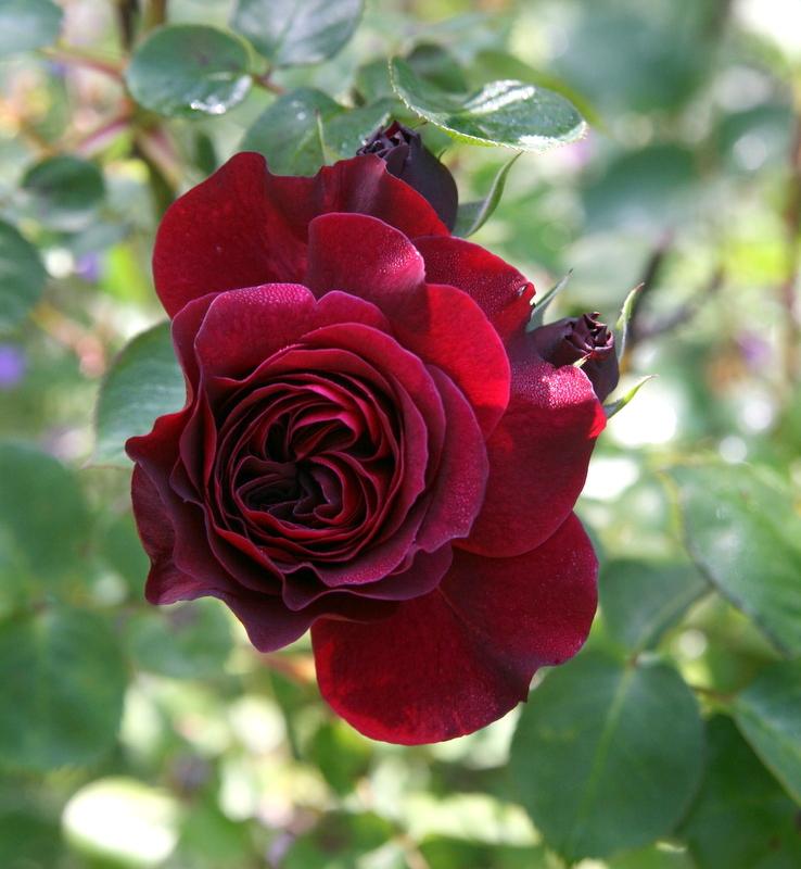 Photo of Rose (Rosa 'Tradescant') uploaded by Calif_Sue
