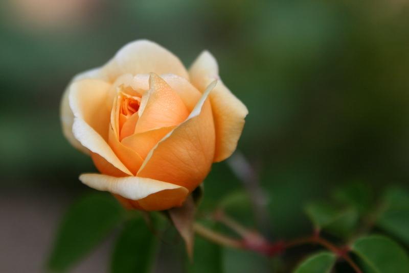 Photo of Rose (Rosa 'William Allen Richardson') uploaded by Calif_Sue
