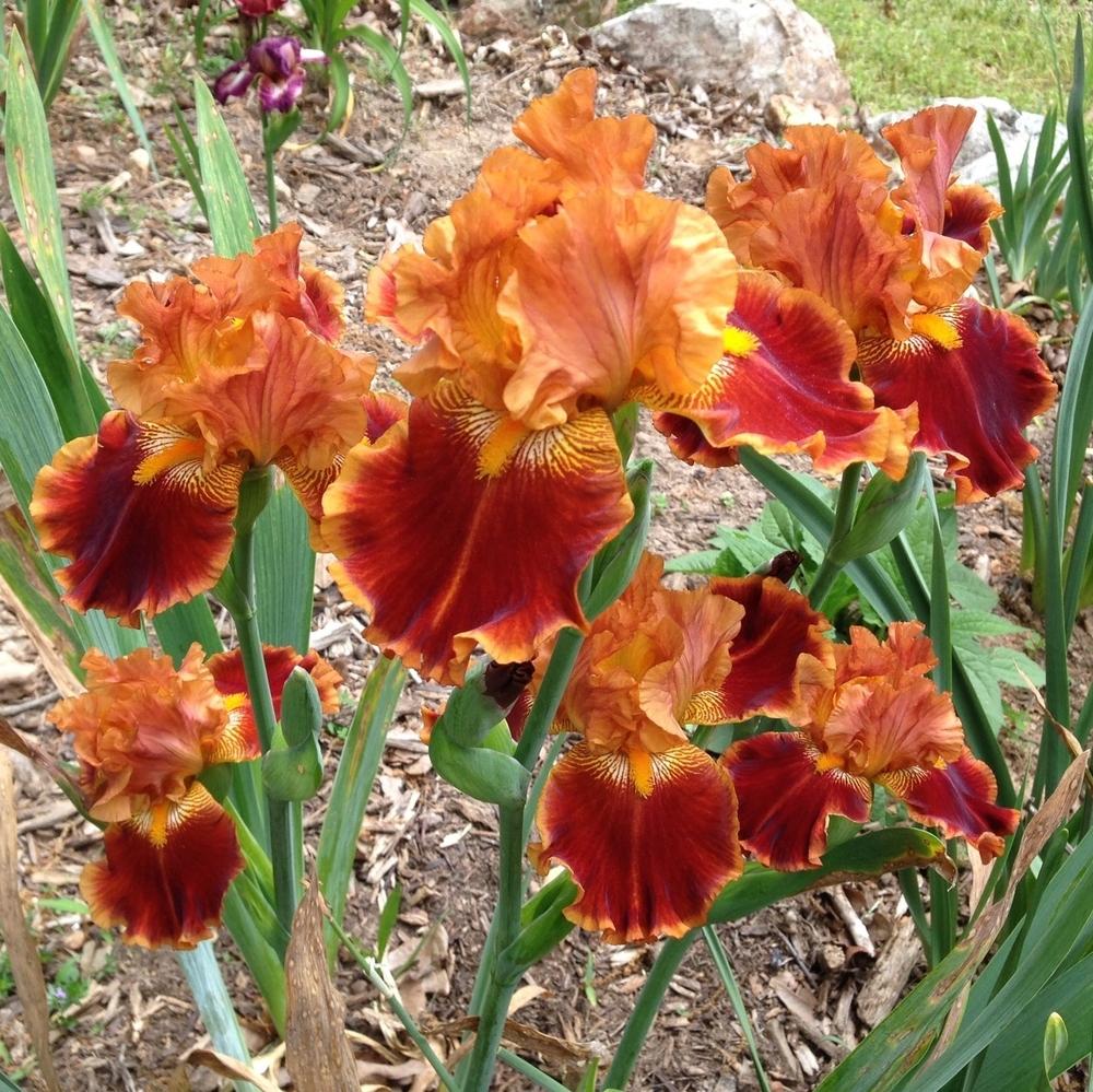 Photo of Tall Bearded Iris (Iris 'Rustler') uploaded by Dodecatheon3