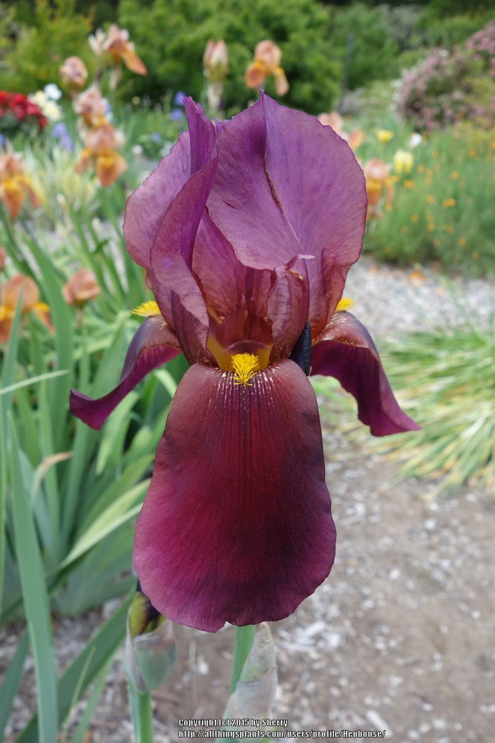Photo of Tall Bearded Iris (Iris 'The Red Douglas') uploaded by Henhouse