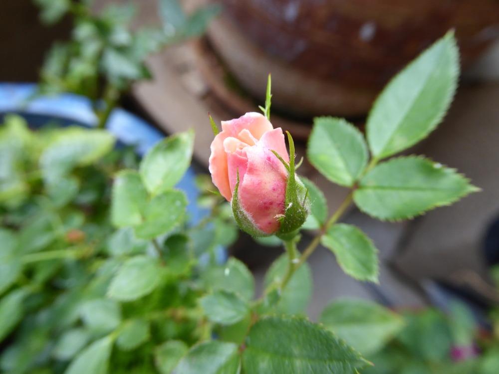 Photo of Rose (Rosa 'Apricot Twist') uploaded by JulieB