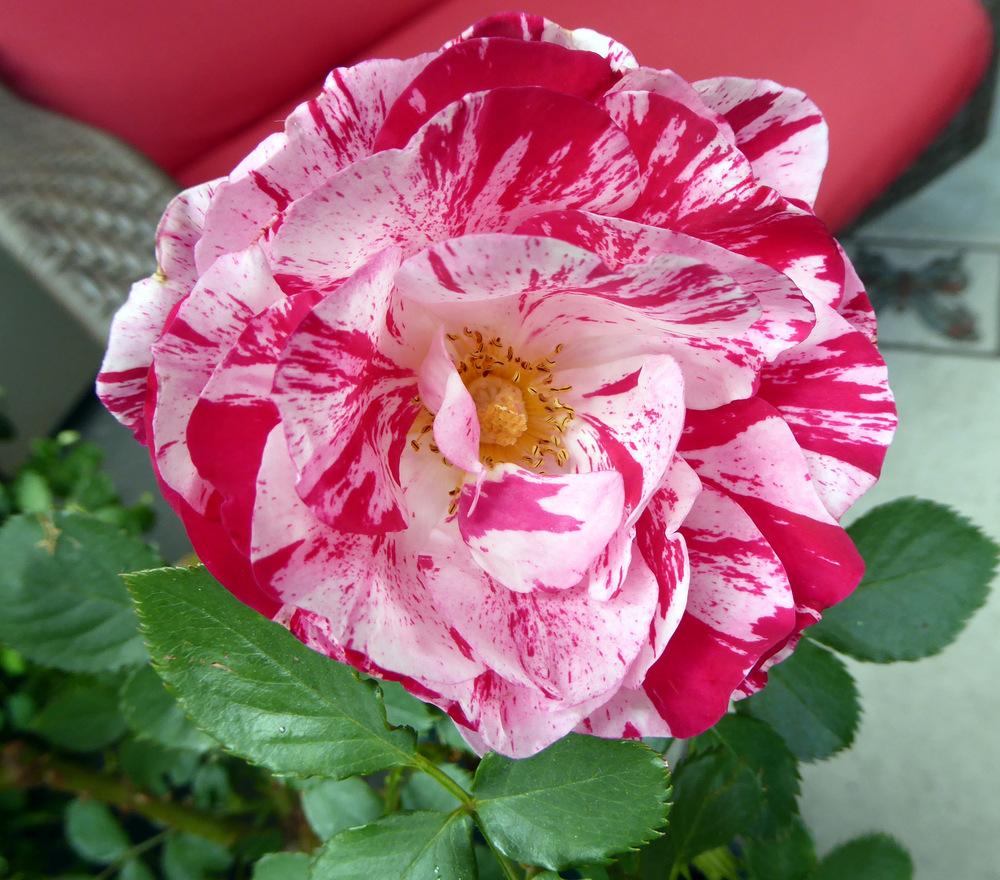Photo of Rose (Rosa 'Scentimental') uploaded by JulieB
