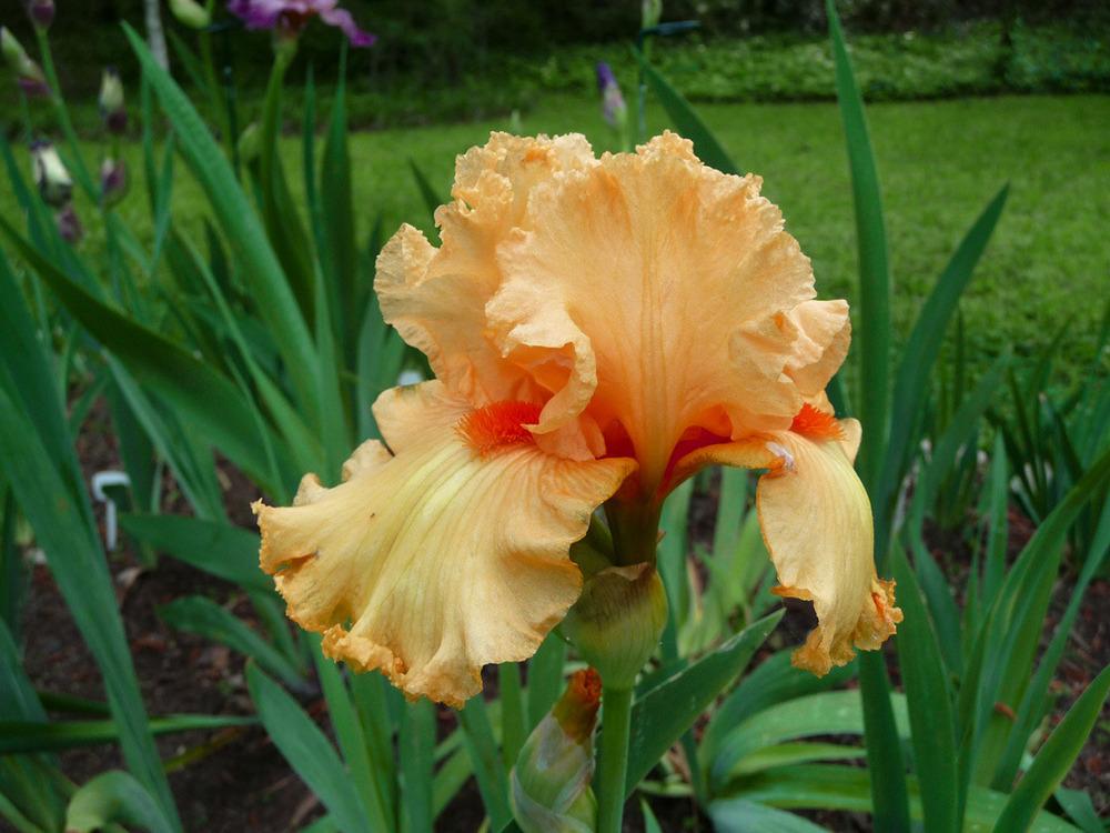 Photo of Tall Bearded Iris (Iris 'Fringe Benefits') uploaded by Lestv