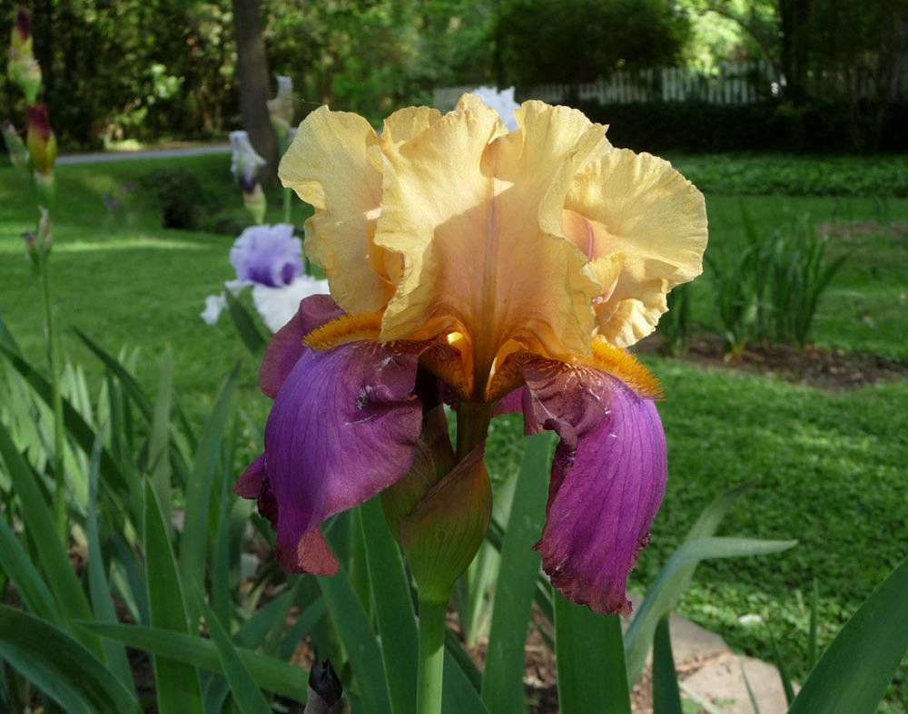 Photo of Tall Bearded Iris (Iris 'Milestone') uploaded by Lestv