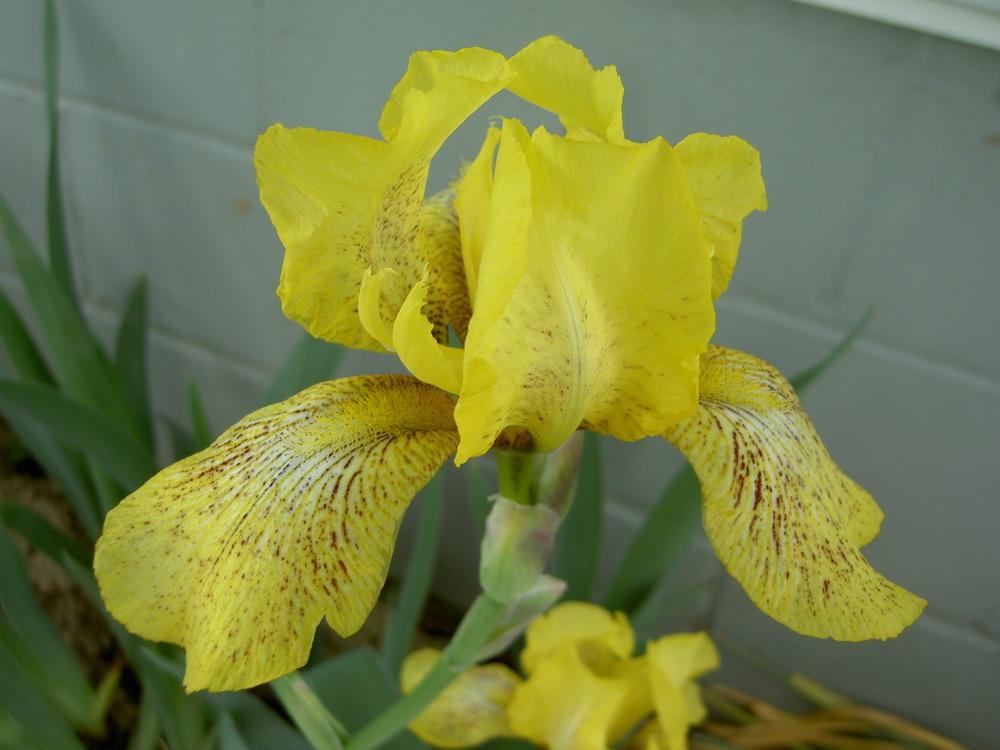 Photo of Tall Bearded Iris (Iris 'Coronation') uploaded by Muddymitts