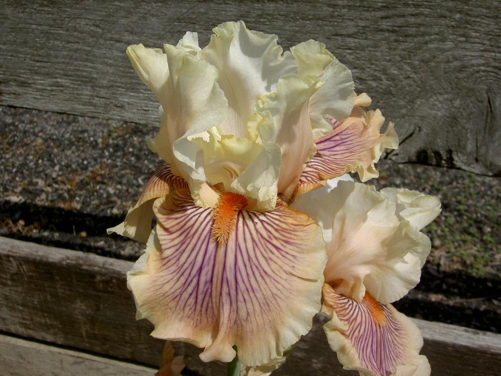 Photo of Tall Bearded Iris (Iris 'Escape from Boredom') uploaded by Muddymitts