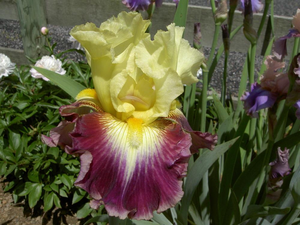 Photo of Tall Bearded Iris (Iris 'Who Needs a Prince') uploaded by Muddymitts