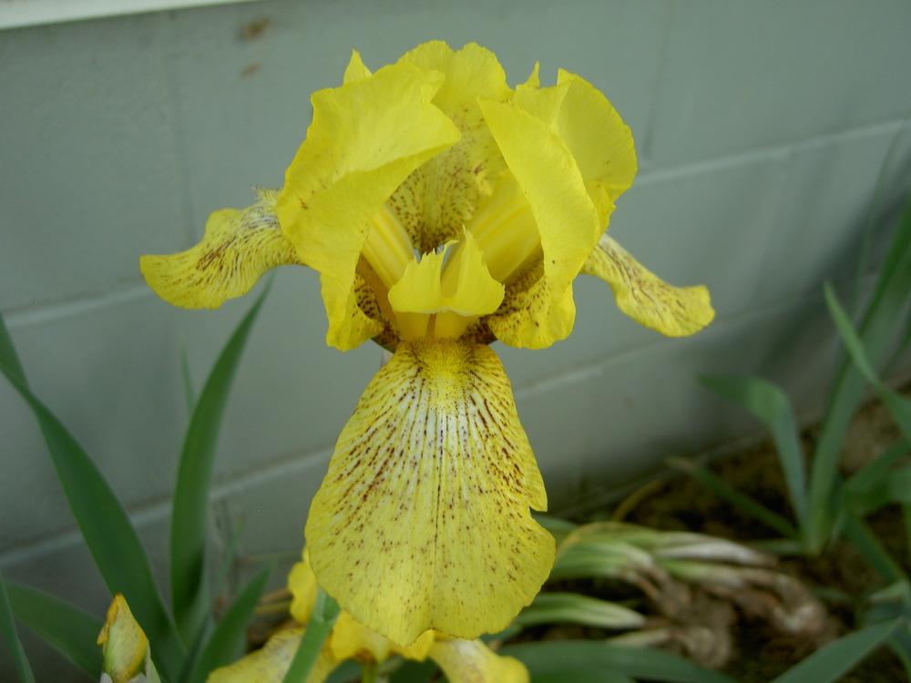 Photo of Tall Bearded Iris (Iris 'Coronation') uploaded by Muddymitts