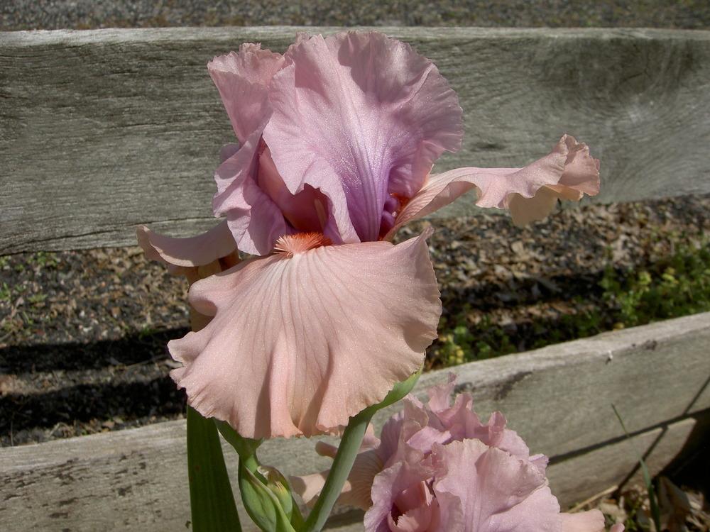 Photo of Tall Bearded Iris (Iris 'Reflections of Love') uploaded by Muddymitts