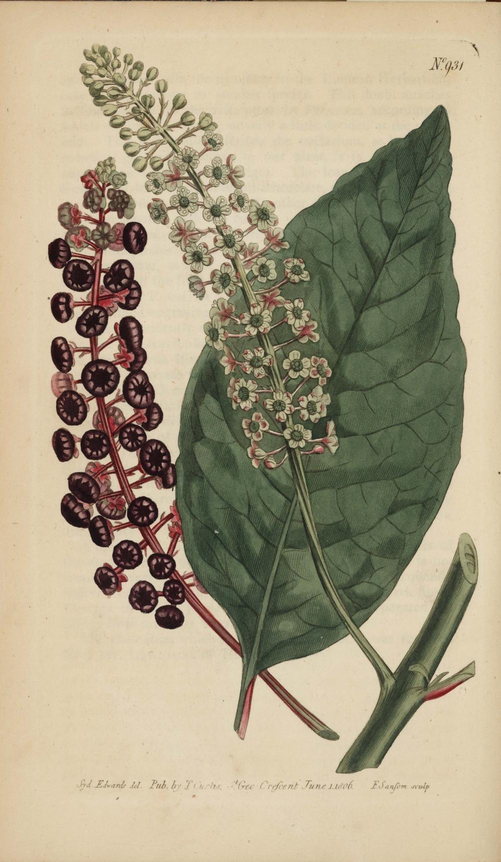 Photo of Pokeweed (Phytolacca americana) uploaded by admin