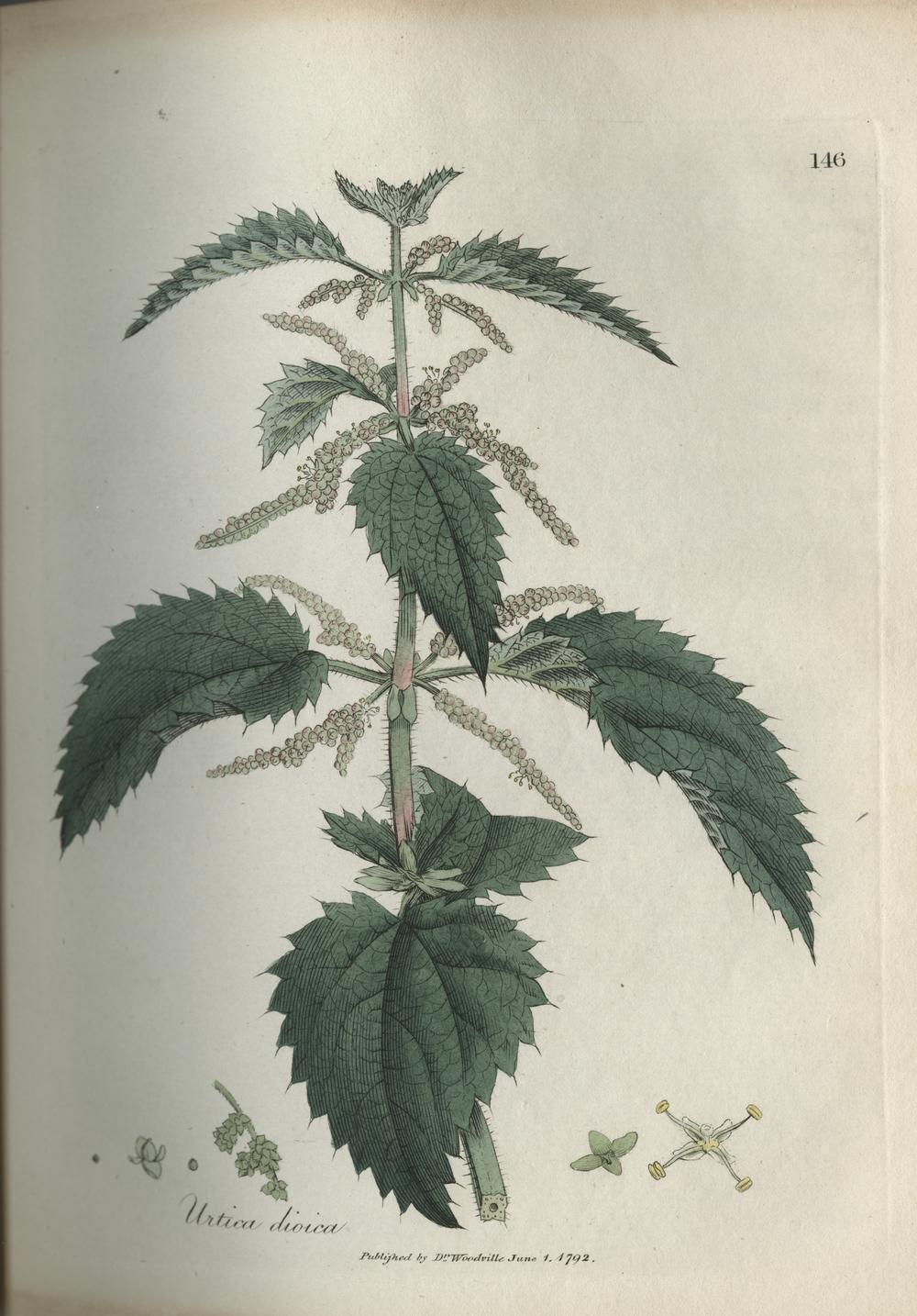Photo of Stinging Nettle (Urtica dioica) uploaded by admin