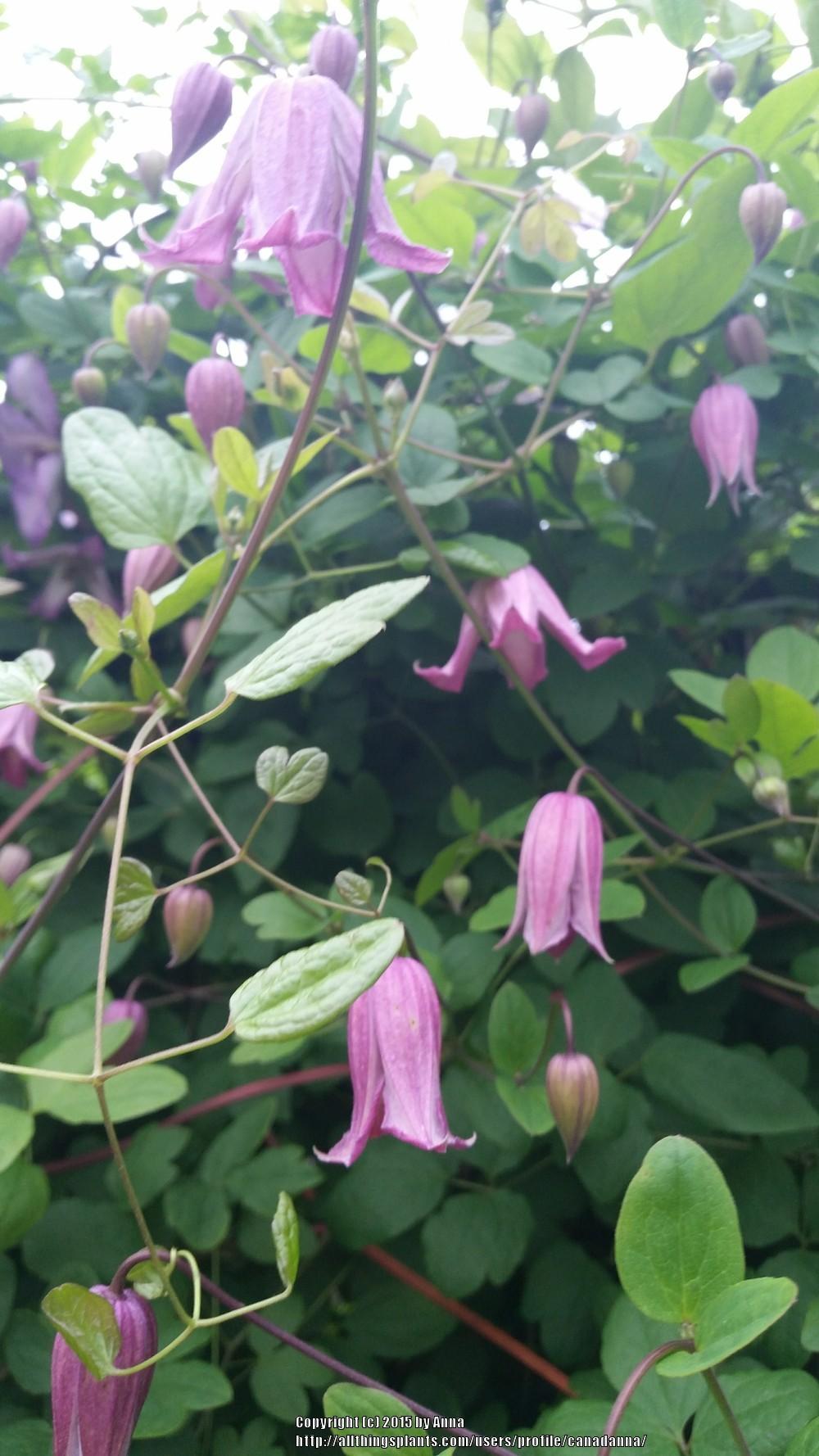Photo of Clematis 'Odoriba' uploaded by canadanna