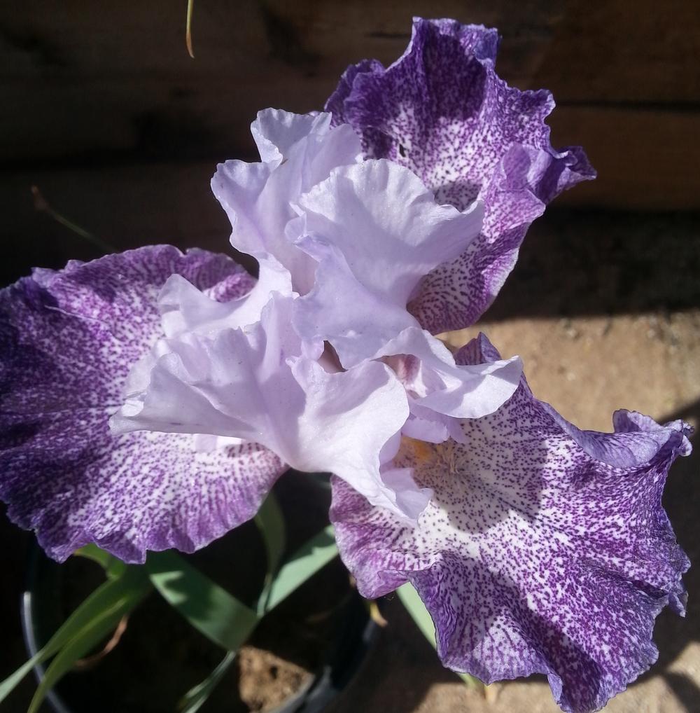 Photo of Tall Bearded Iris (Iris 'Splashacata') uploaded by dragonfetti