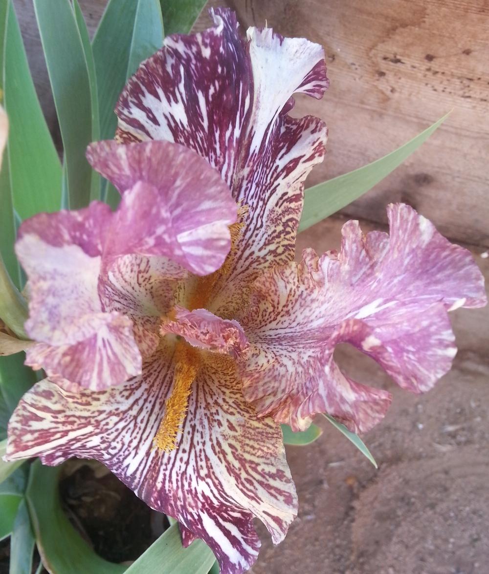 Photo of Tall Bearded Iris (Iris 'Bewilderbeast') uploaded by dragonfetti