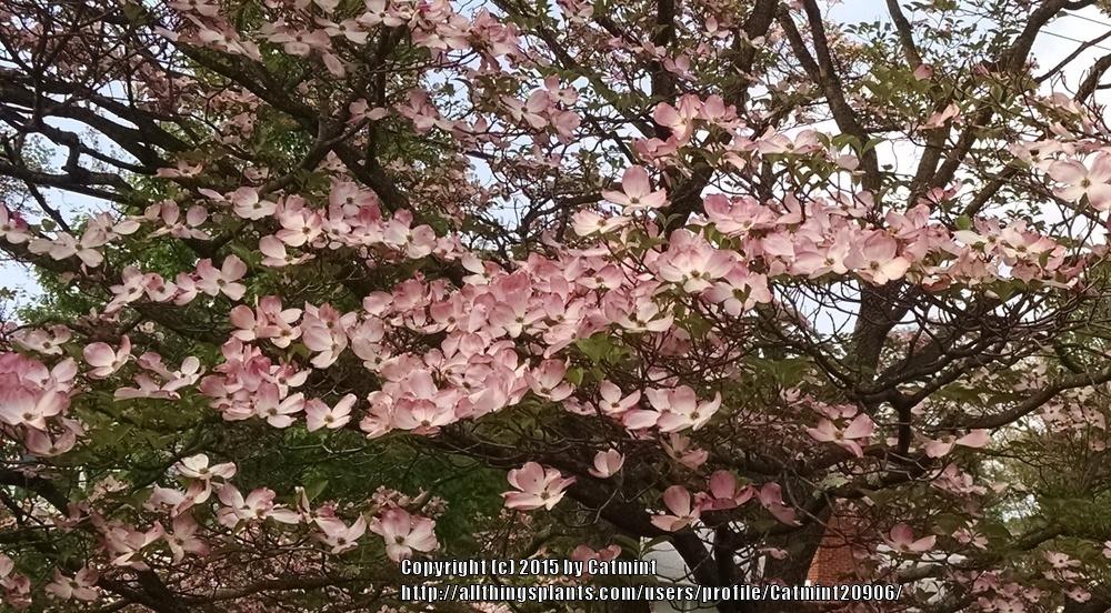 Photo of Pink Flowering Dogwood (Cornus florida 'Rubra') uploaded by Catmint20906