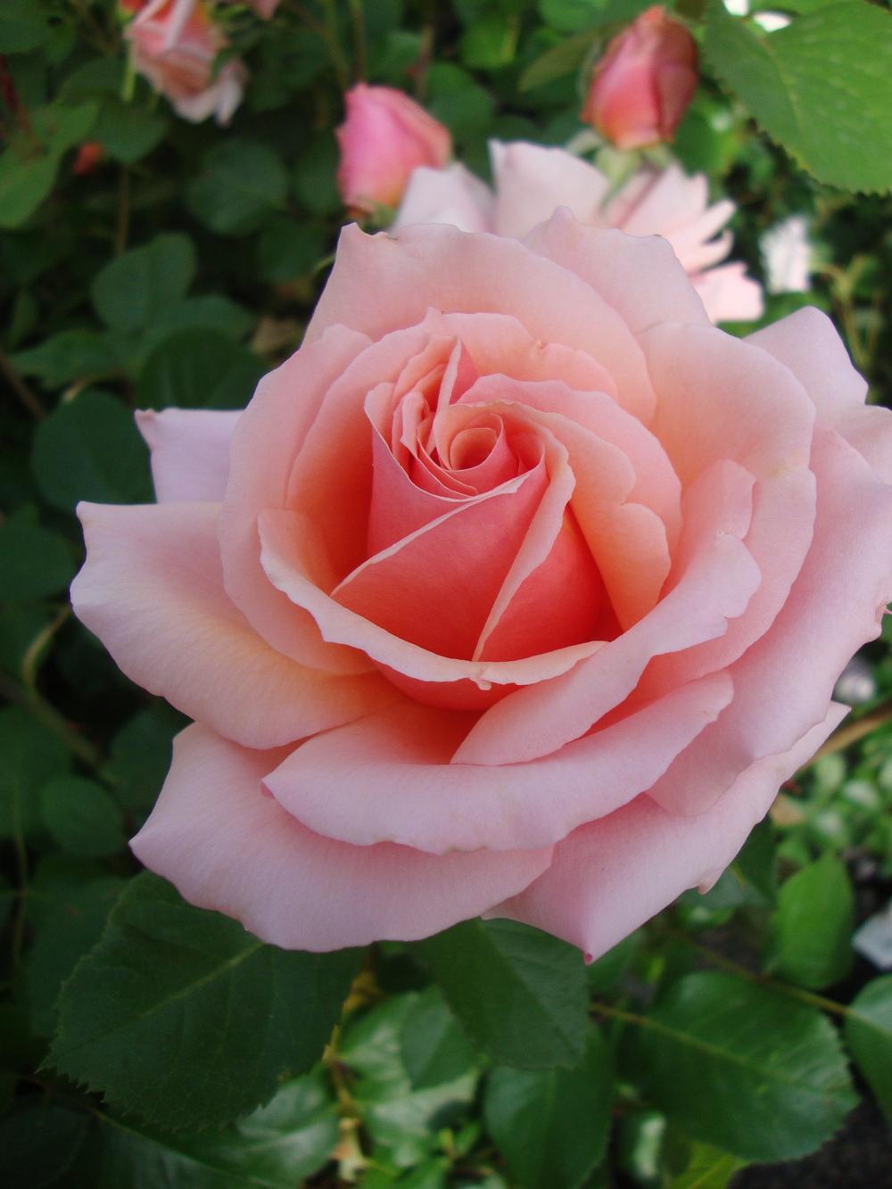 Photo of Rose (Rosa 'Apricot Candy') uploaded by Paul2032