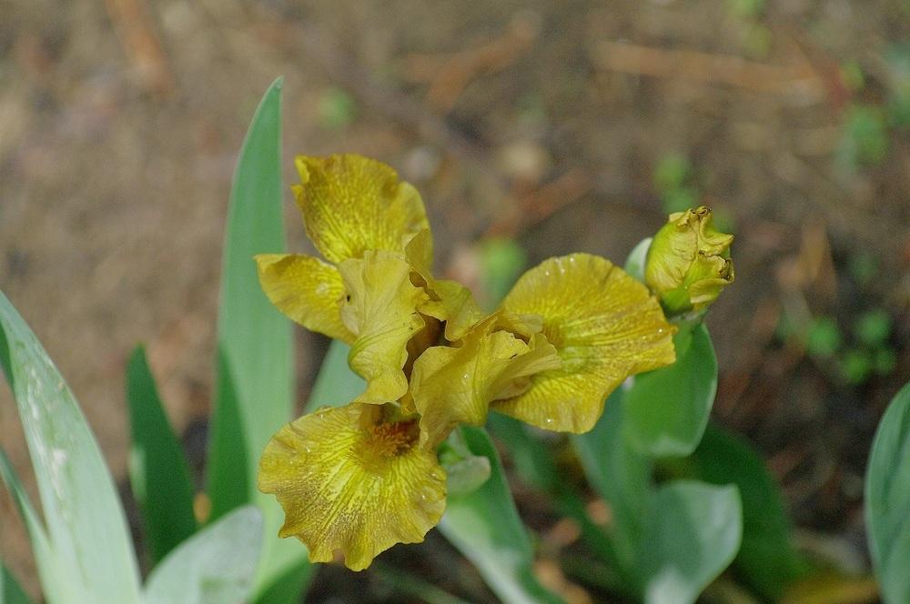 Photo of Irises (Iris) uploaded by Rose1656
