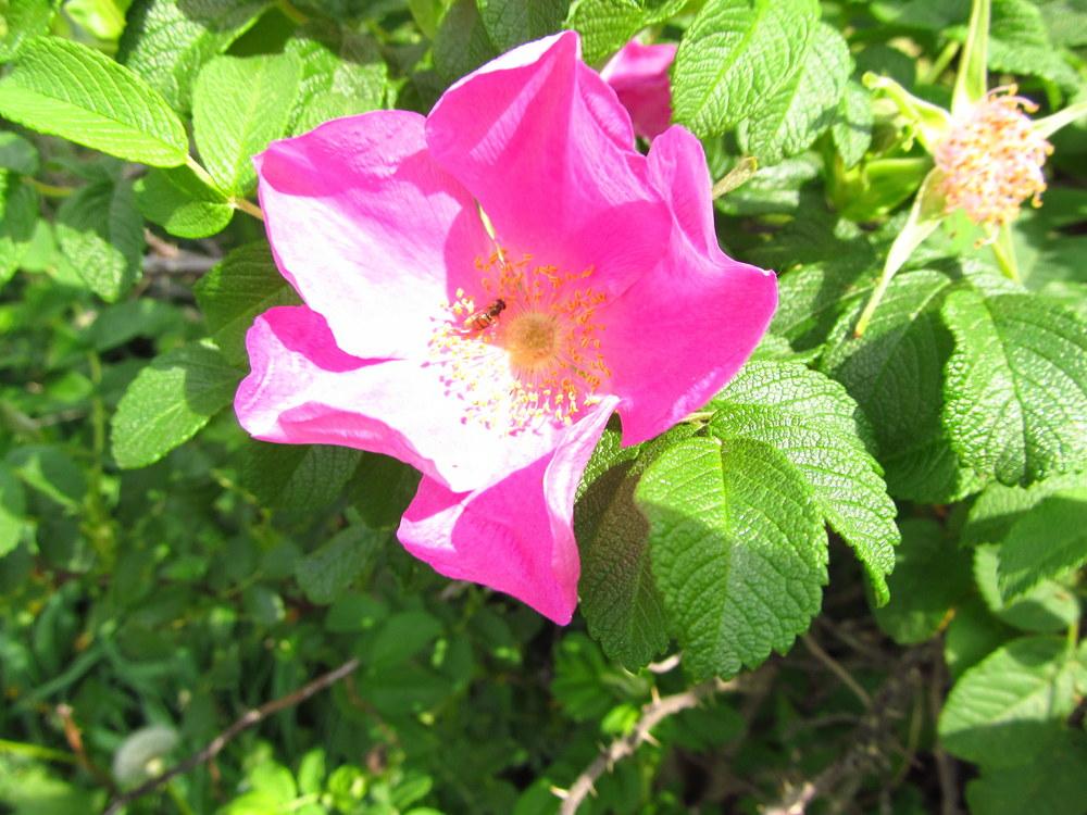Photo of Beach Rose (Rosa rugosa) uploaded by jmorth
