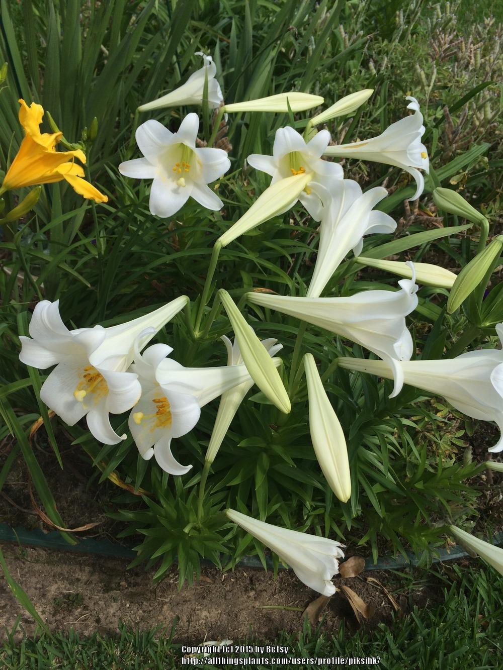 Photo of Lily (Lilium longiflorum) uploaded by piksihk