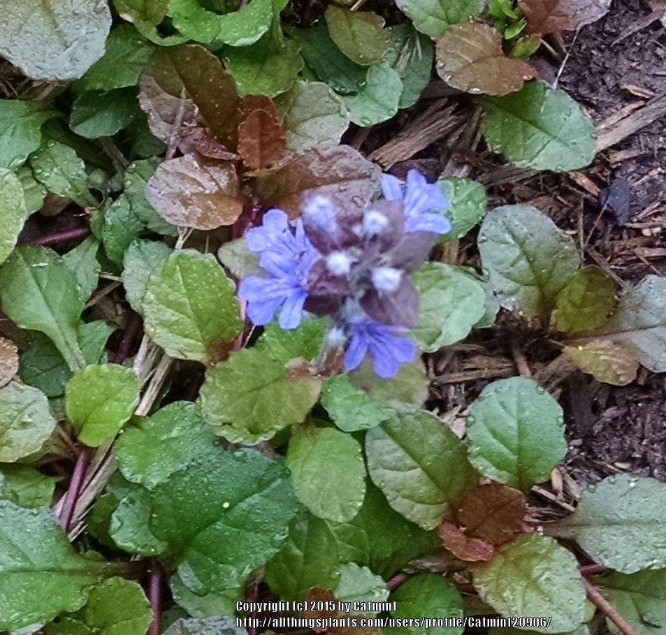 Photo of Bugleweed (Ajuga reptans) uploaded by Catmint20906