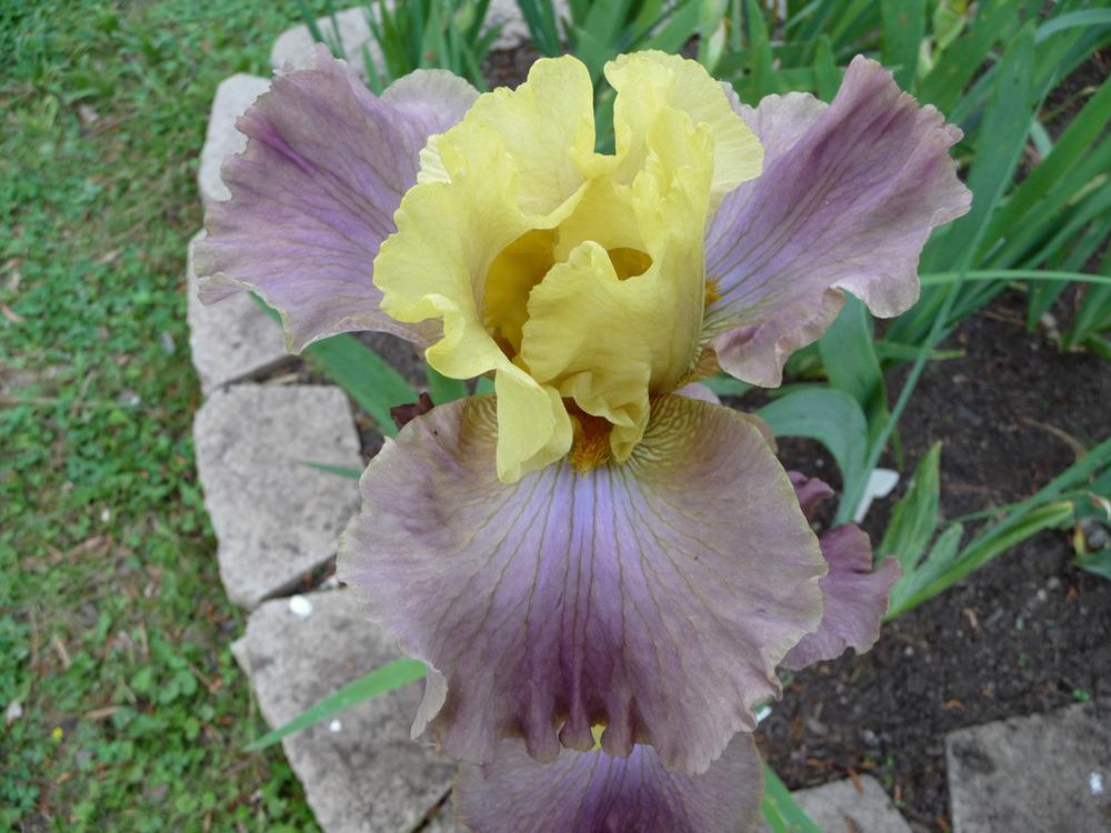 Photo of Tall Bearded Iris (Iris 'Room for Romance') uploaded by Lestv