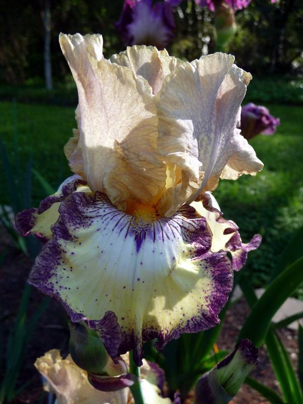 Photo of Tall Bearded Iris (Iris 'Ominous Stranger') uploaded by Lestv