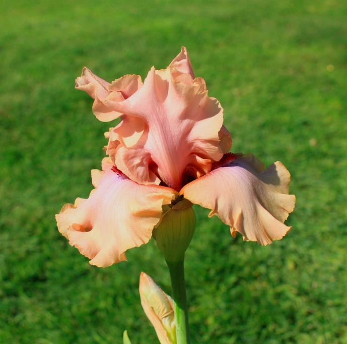 Photo of Tall Bearded Iris (Iris 'A Star Is Born') uploaded by Moiris