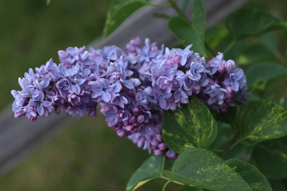 Photo of Lilac (Syringa vulgaris 'Dappled Dawn') uploaded by Skiekitty