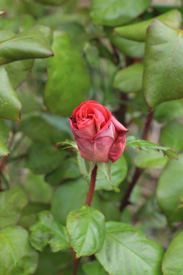 Photo of Rose (Rosa 'Garden Director Bartje Miller') uploaded by Skiekitty