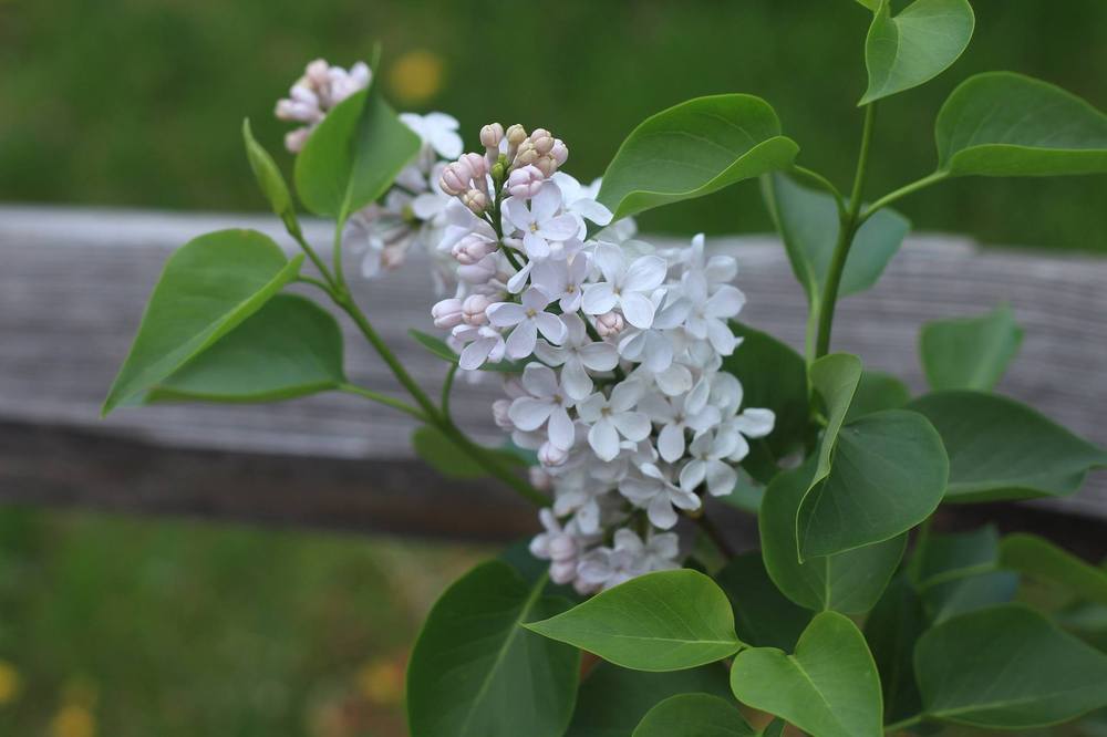 Photo of Early Flowering Lilac (Syringa x hyacinthiflora 'Maiden's Blush') uploaded by Skiekitty
